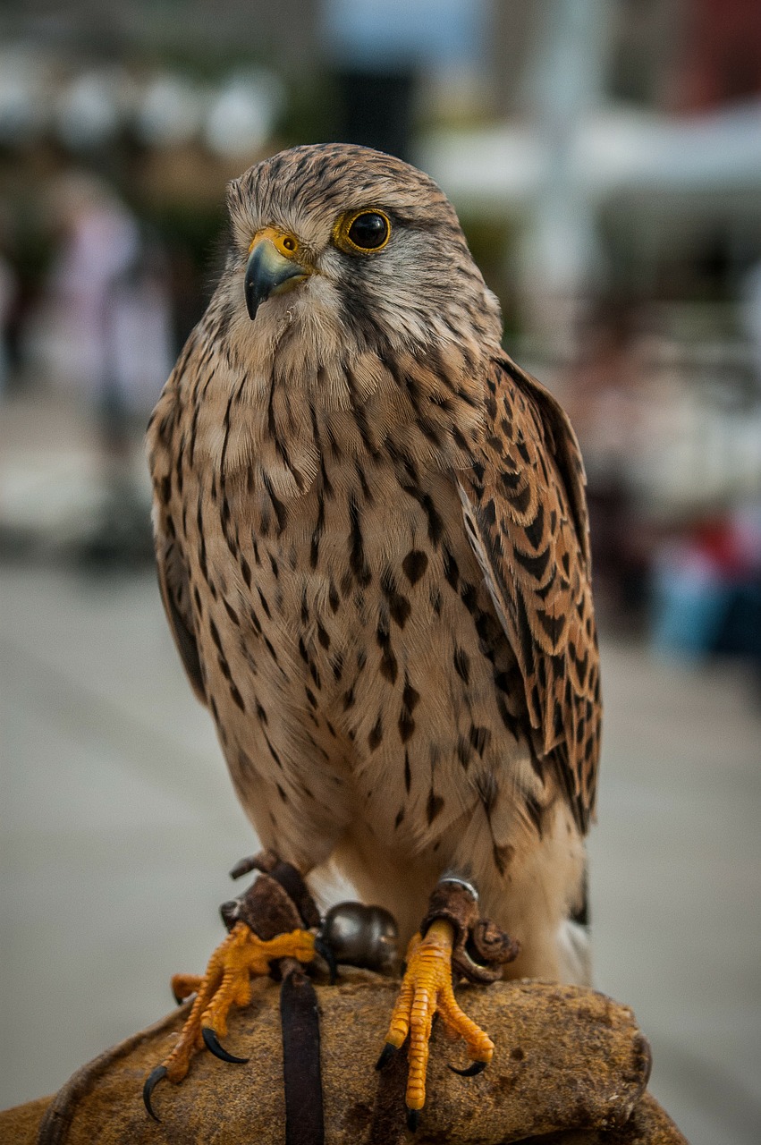 Falcon, Raptoras, Paukštis, Purus, Nemokamos Nuotraukos,  Nemokama Licenzija