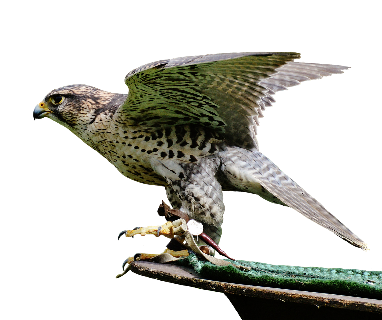 Falcon, Raptoras, Laukinis Gyvūnas, Plunksna, Plėšrusis Paukštis, Paukštis, Plumėjimas, Gamta, Gyvūnų Pasaulis, Sąskaitą