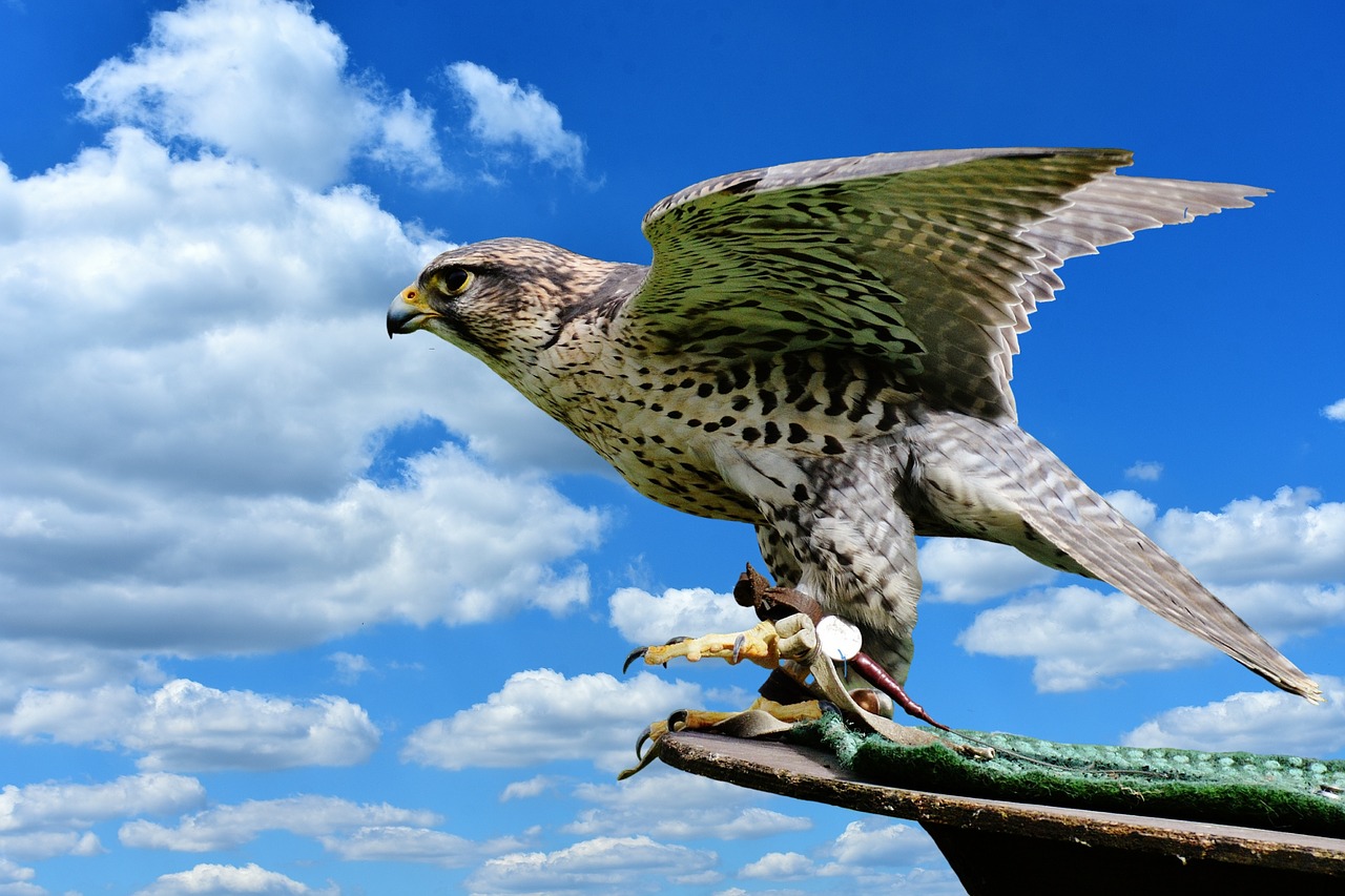 Falcon, Raptoras, Laukinis Gyvūnas, Plunksna, Plėšrusis Paukštis, Paukštis, Plumėjimas, Gamta, Gyvūnų Pasaulis, Sąskaitą