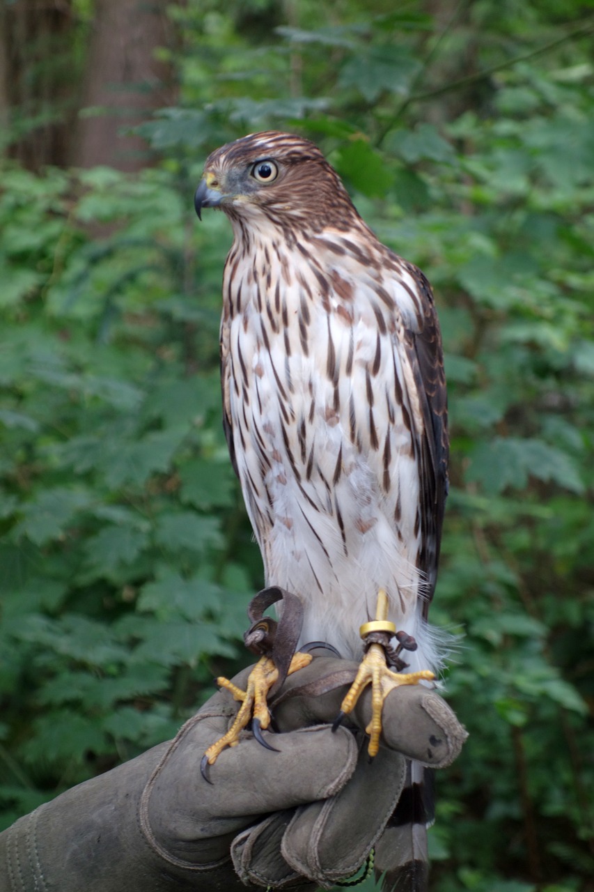 Falcon, Paukštis, Raptoras, Laukinis Gyvūnas, Plėšrusis Paukštis, Gamta, Gyvūnas, Salkūnai, Miškas, Plunksna