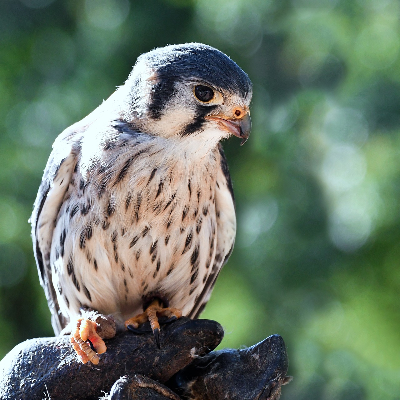 Falcon, Kūdikis, Raptoras, Paukštis, Jaunas, Nemokamos Nuotraukos,  Nemokama Licenzija