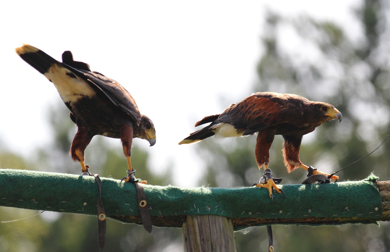 Falcon, Paukščiai, Raptoras, Gyvūnas, Salkūnai, Plunksna, Laukinė Gamta, Gyvūnų Portretas, Nemokamos Nuotraukos,  Nemokama Licenzija