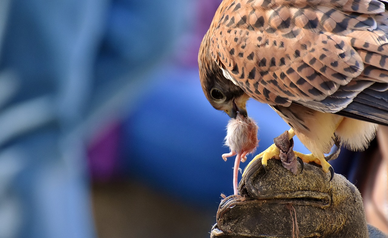 Falcon, Paukštis, Grobis, Raptoras, Plėšrusis Paukštis, Gyvūnas, Gamta, Plunksna, Plumėjimas, Laukinis Gyvūnas