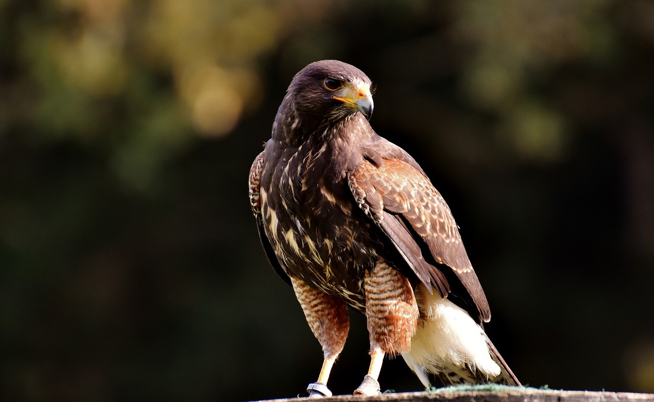 Falcon, Sparnas, Plėšrusis Paukštis, Gyvūnas, Salkūnai, Sąskaitą, Raptoras, Falkner, Plunksna, Gamta