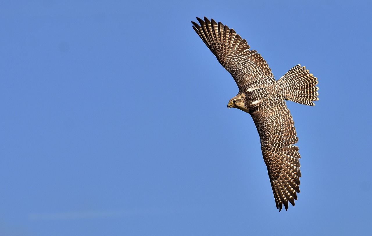 Falcon, Plėšrusis Paukštis, Laukinės Gamtos Fotografija, Paukštis, Laukinis Gyvūnas, Gamta, Plunksna, Plumėjimas, Gyvūnų Pasaulis, Raptoras