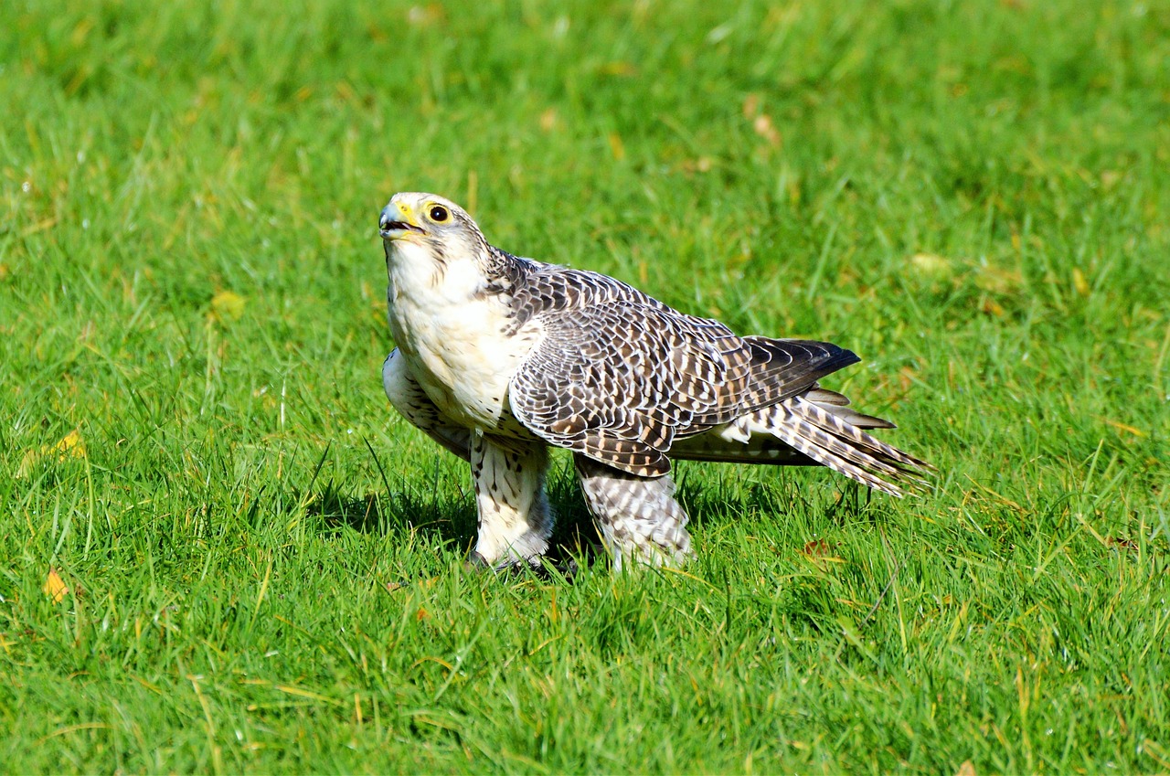 Falcon, Raptoras, Plėšrusis Paukštis, Falkner, Raptoriai, Paukštis, Salkūnai, Plumėjimas, Gyvūnas, Gyvūnų Pasaulis