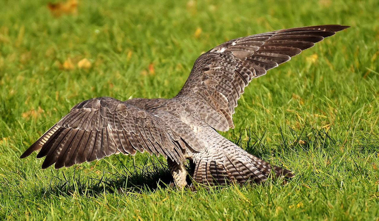 Falcon, Plėšrusis Paukštis, Laukinės Gamtos Fotografija, Paukštis, Laukinis Gyvūnas, Gamta, Plunksna, Plumėjimas, Gyvūnų Pasaulis, Raptoras