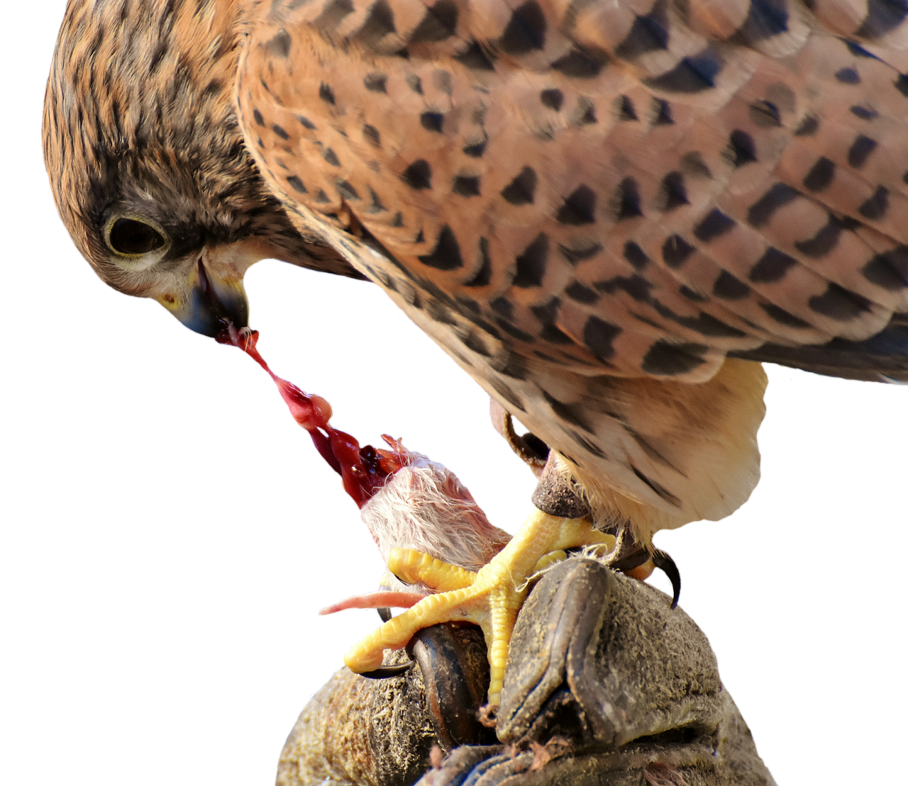 Falcon, Paukštis, Grobis, Raptoras, Plėšrusis Paukštis, Gyvūnas, Gamta, Plunksna, Plumėjimas, Laukinis Gyvūnas