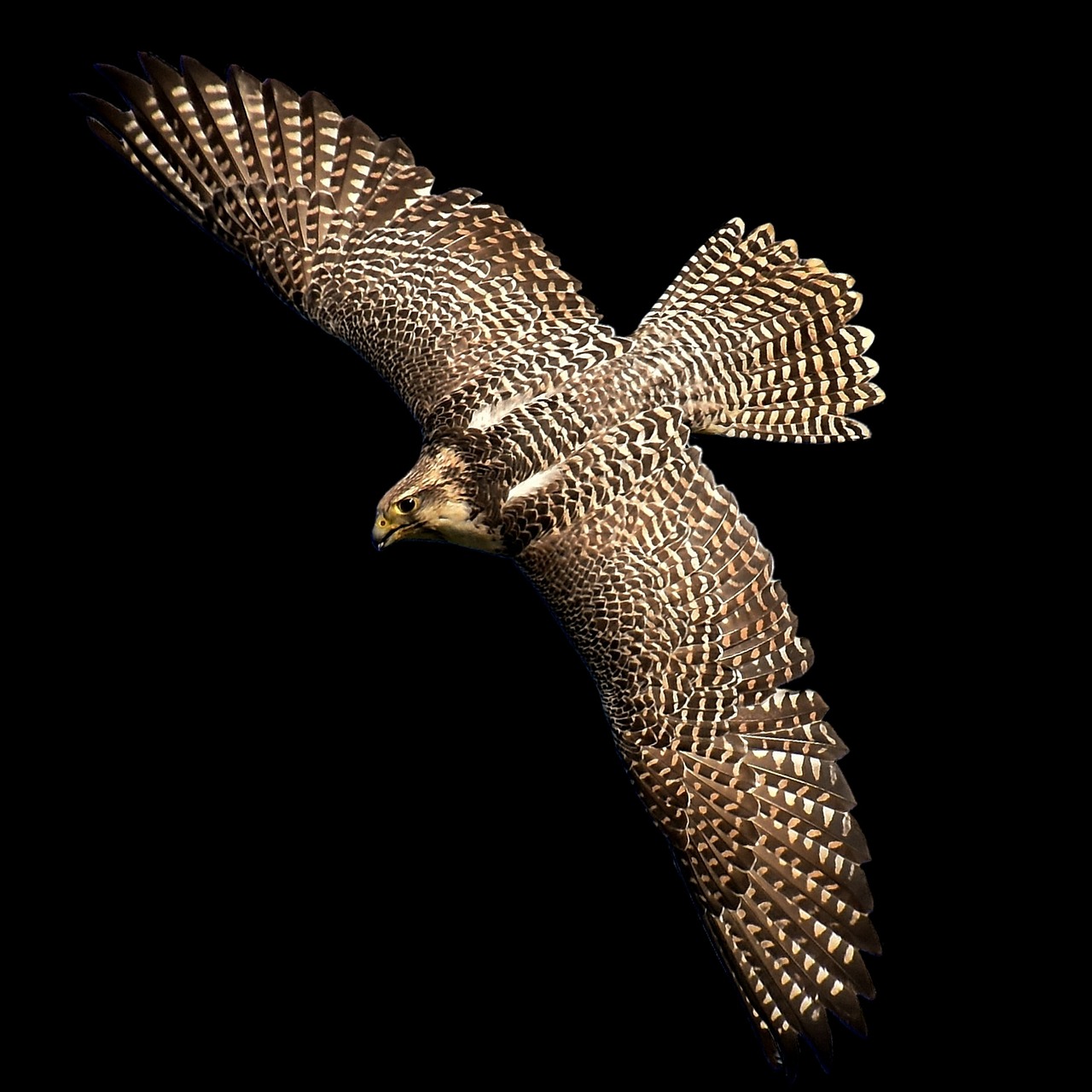 Falcon, Plėšrusis Paukštis, Laukinės Gamtos Fotografija, Paukštis, Laukinis Gyvūnas, Gamta, Plunksna, Plumėjimas, Gyvūnų Pasaulis, Raptoras