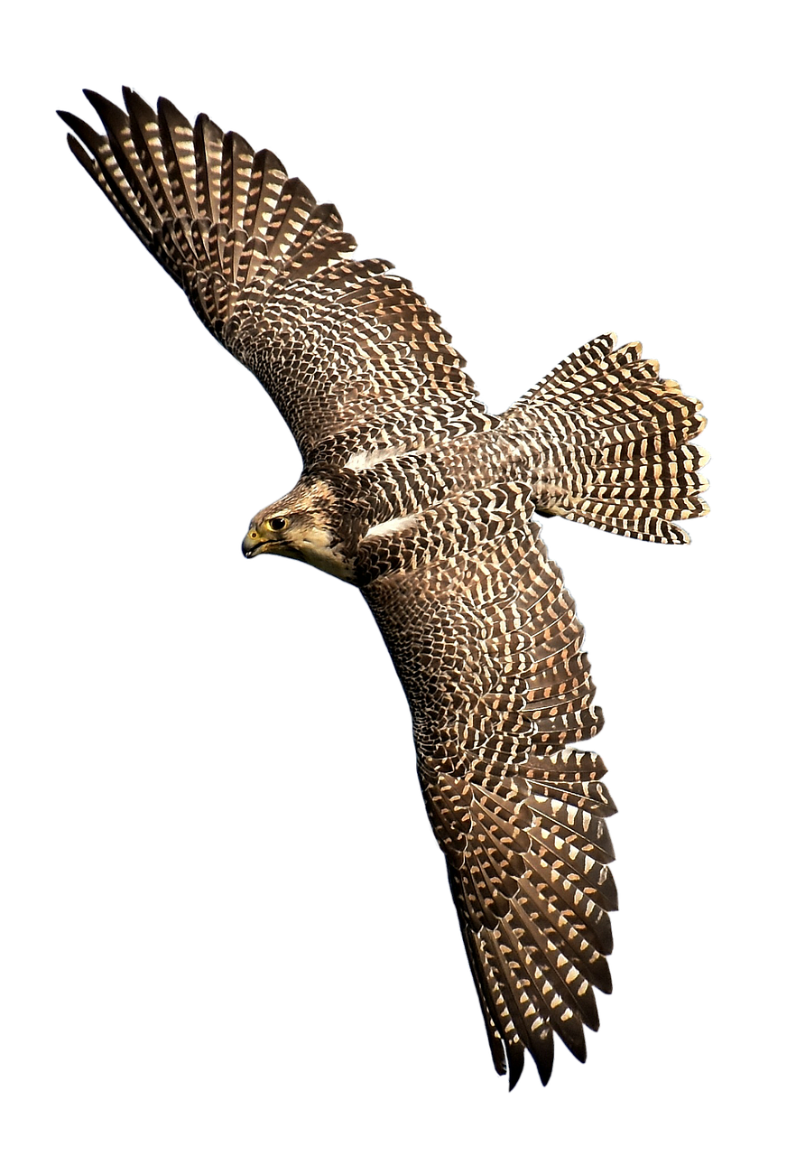 Falcon, Plėšrusis Paukštis, Laukinės Gamtos Fotografija, Paukštis, Laukinis Gyvūnas, Gamta, Plunksna, Plumėjimas, Gyvūnų Pasaulis, Raptoras