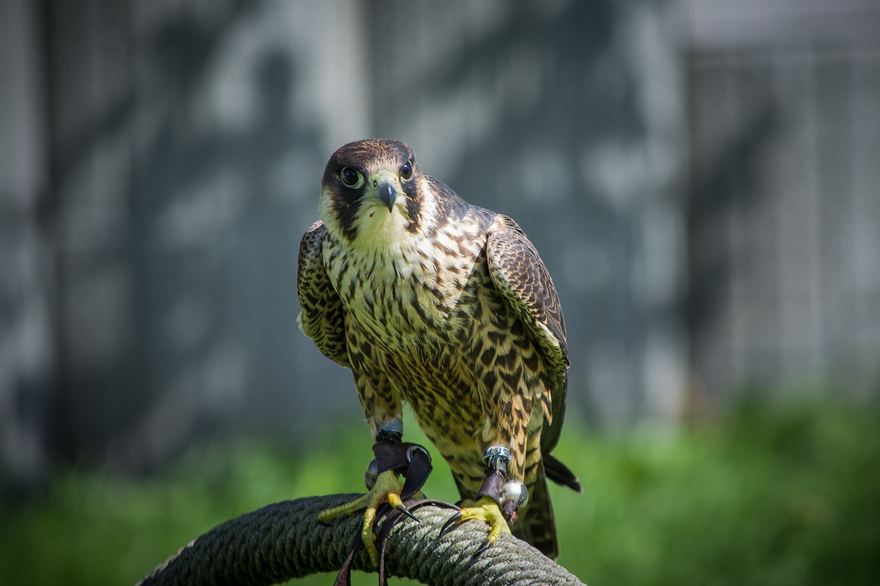 Falcon, Salkūnai, Paukštis, Medžioklė, Raptoras, Plėšrusis Paukštis, Gamta, Plunksna, Laukinės Gamtos Fotografija, Gyvūnų Portretas