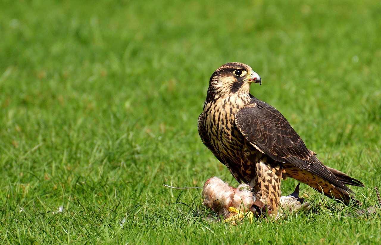 Falcon,  Paukštis,  Grobis,  Raptoras,  Plėšrusis Paukštis,  Gyvūnas,  Gamta,  Plunksna,  Plumėjimas,  Laukinis Gyvūnas