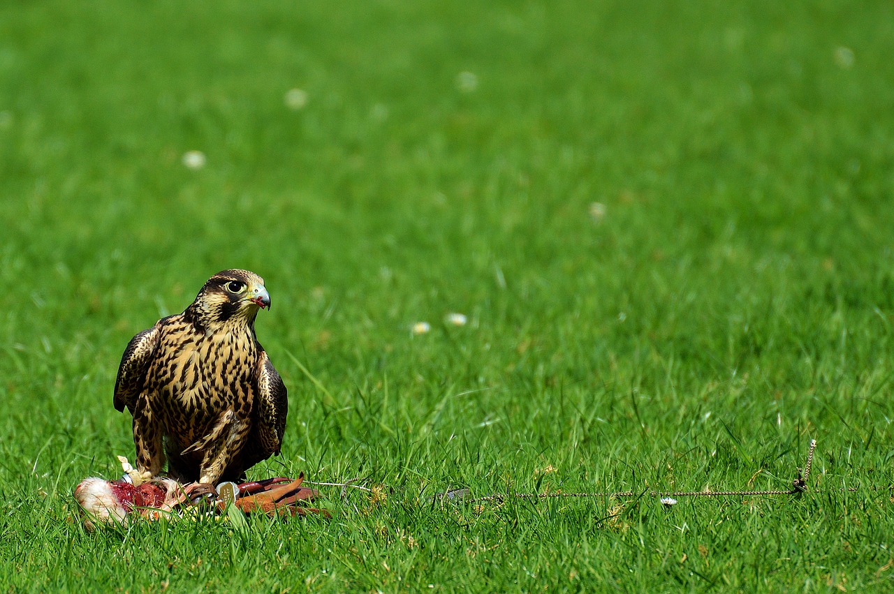 Falcon,  Paukštis,  Grobis,  Raptoras,  Plėšrusis Paukštis,  Gyvūnas,  Gamta,  Plunksna,  Plumėjimas,  Laukinis Gyvūnas