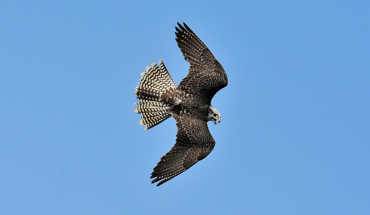 Falcon,  Plėšrusis Paukštis,  Paukštis,  Laukinis Gyvūnas,  Pobūdį,  Plunksna,  Plunksnos,  Gyvūnijos Pasaulyje,  Raptor,  Sakalais