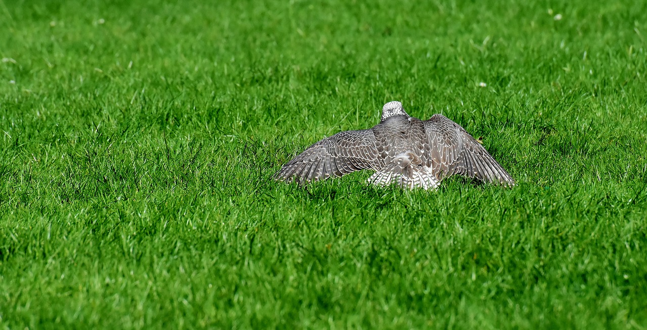 Falcon,  Plėšrusis Paukštis,  Meadow,  Išskleisk Savo Sparnus,  Auka,  Paukštis,  Laukinis Gyvūnas,  Pobūdį,  Plunksna,  Plunksnos