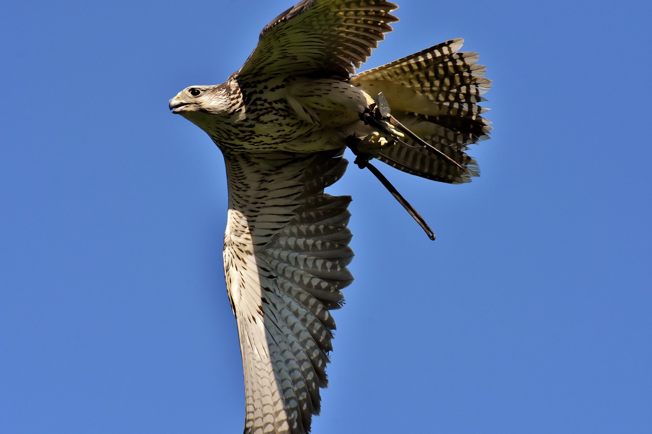 Falcon,  Plėšrusis Paukštis,  Paukštis,  Laukinis Gyvūnas,  Pobūdį,  Plunksna,  Plunksnos,  Gyvūnijos Pasaulyje,  Raptor,  Sakalais