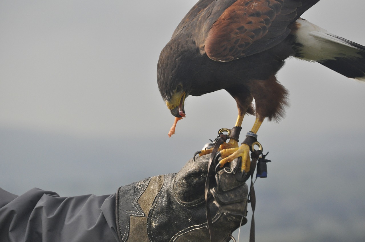 Falcon,  Sakalais,  Mitybos Grandinė,  Anglija,  Yorkshire,  Hawk,  Paukštis,  Predator,  Raptor, Nemokamos Nuotraukos