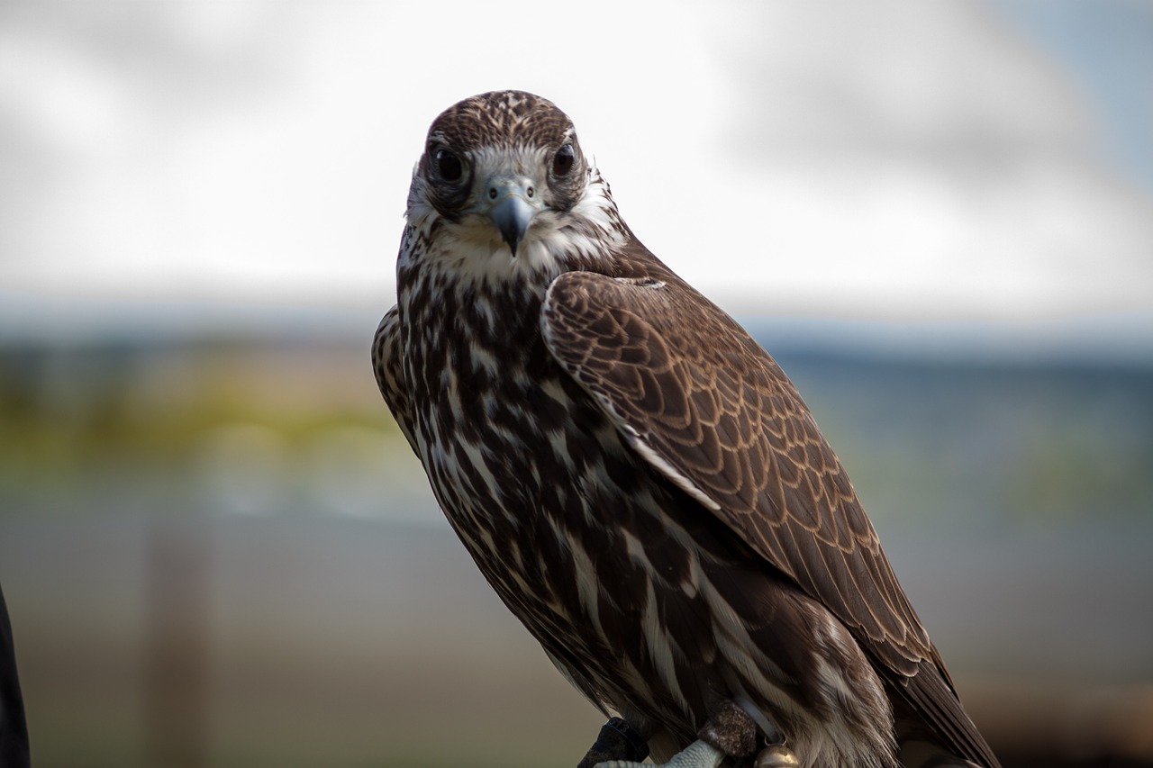 Falcon, Wanderflake, Raptoras, Falkner, Nemokamos Nuotraukos,  Nemokama Licenzija