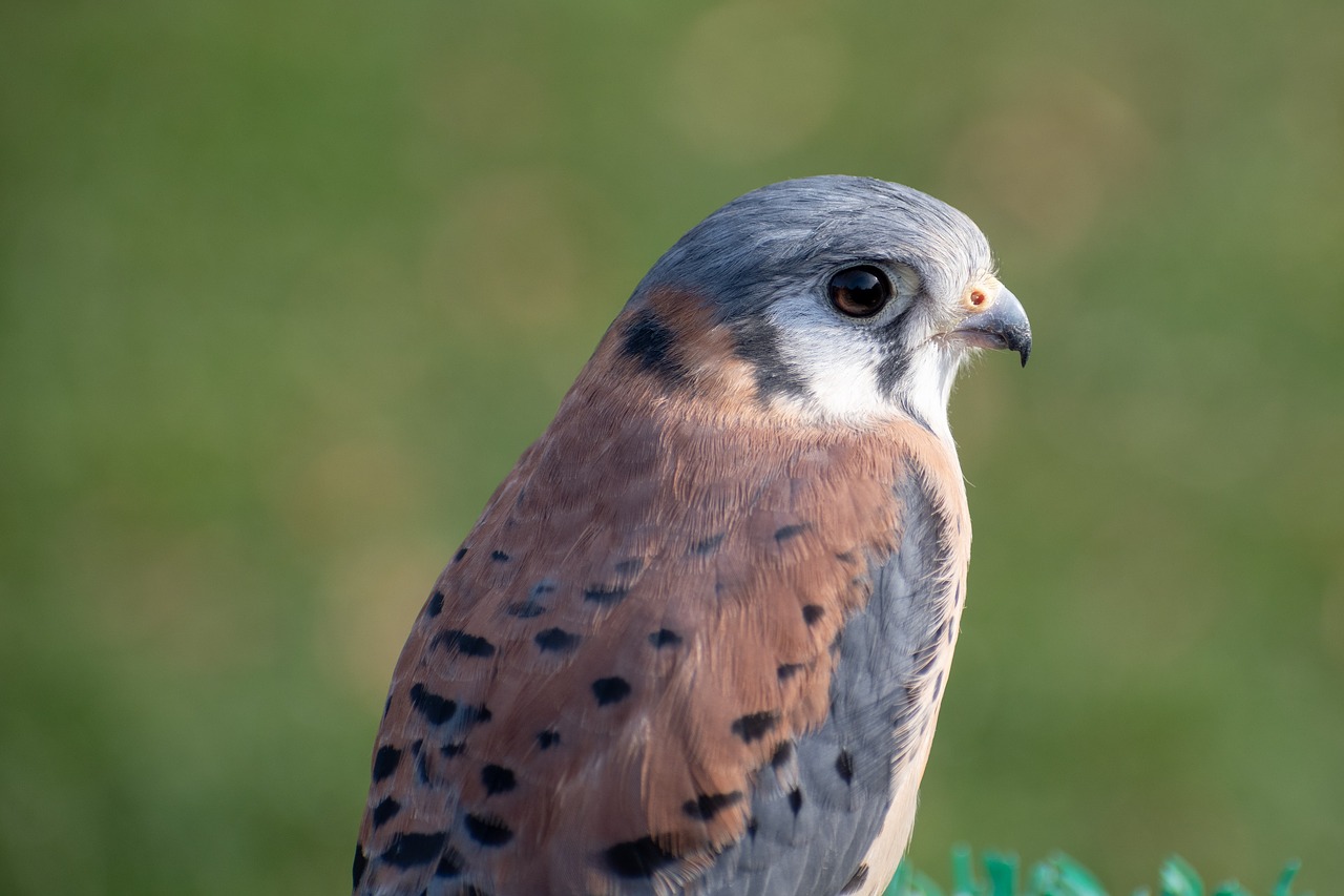 Falcon,  Raptor,  Paukštis,  Gyvūnas,  Plunksna,  Pobūdį,  Sakalais,  Skristi,  Medžioklė,  Padaras