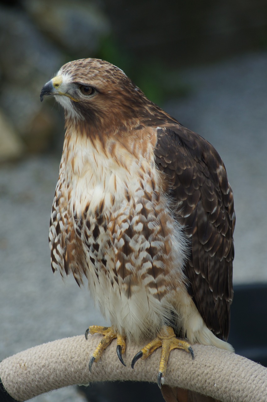 Falcon, Raptoras, Paukštis, Plumėjimas, Plėšrusis Paukštis, Purus, Gyvūnų Pasaulis, Sąskaitą, Kabliukas, Gyvūnai