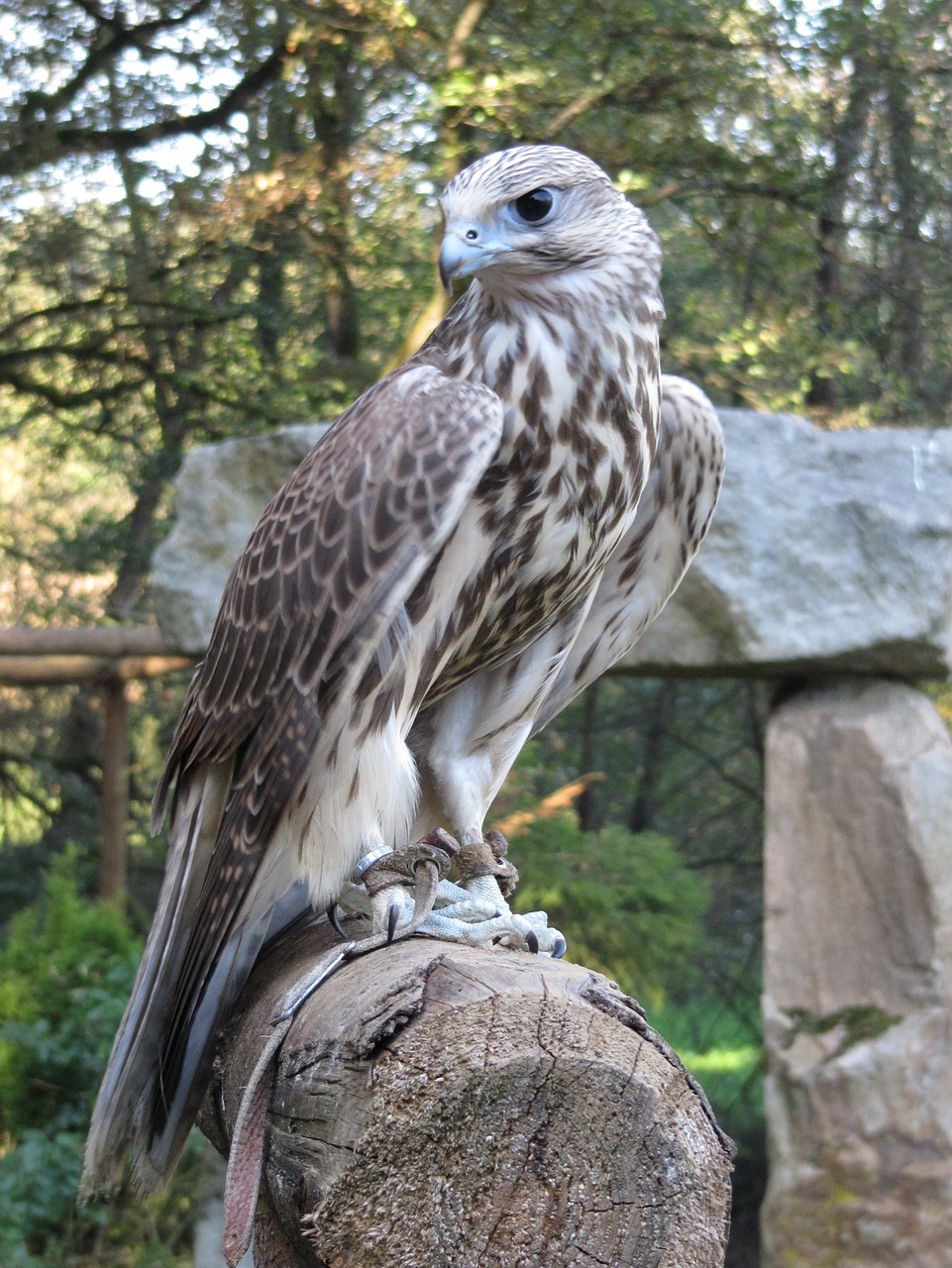 Falcon, Raptoras, Plėšrusis Paukštis, Paukštis, Nemokamos Nuotraukos,  Nemokama Licenzija