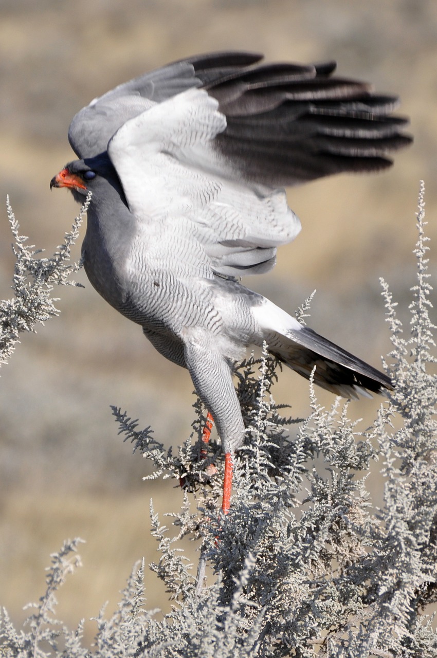 Falcon, Paukštis, Skristi, Pradėti, Sparnas, Afrika, Pilka, Gyvūnų Etosha, Namibija, Safari