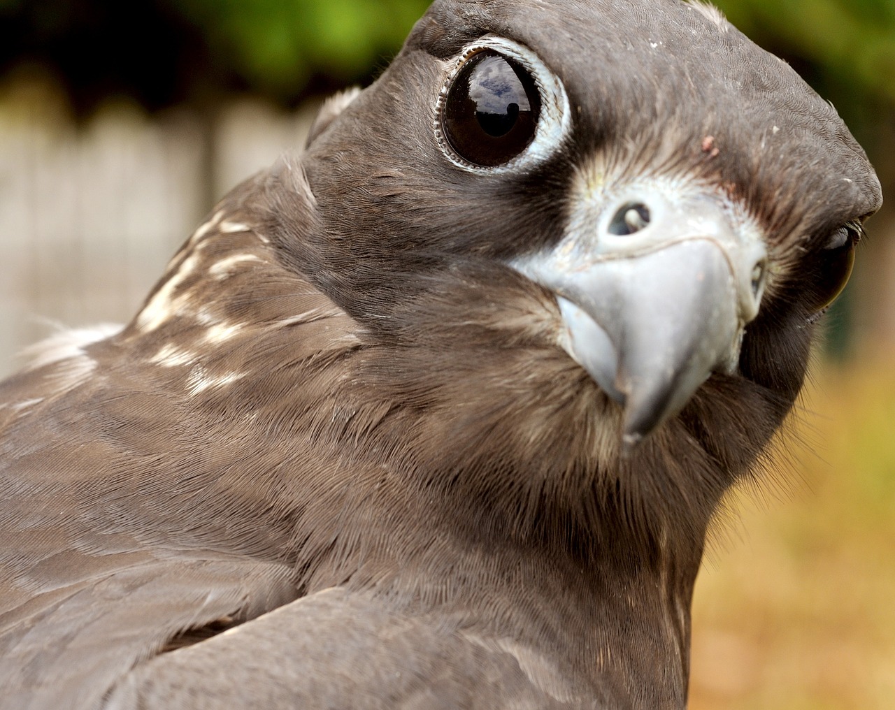 Falcon, Saker, Paukštis, Raptoras, Snapas, Galva, Plėšrūnas, Portretas, Akys, Plunksna