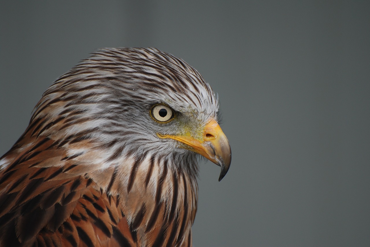 Falcon,  Gyvūnas,  Plėšrusis Paukštis,  Gamta,  Plumėjimas,  Sąskaitą,  Medžiotojas, Nemokamos Nuotraukos,  Nemokama Licenzija