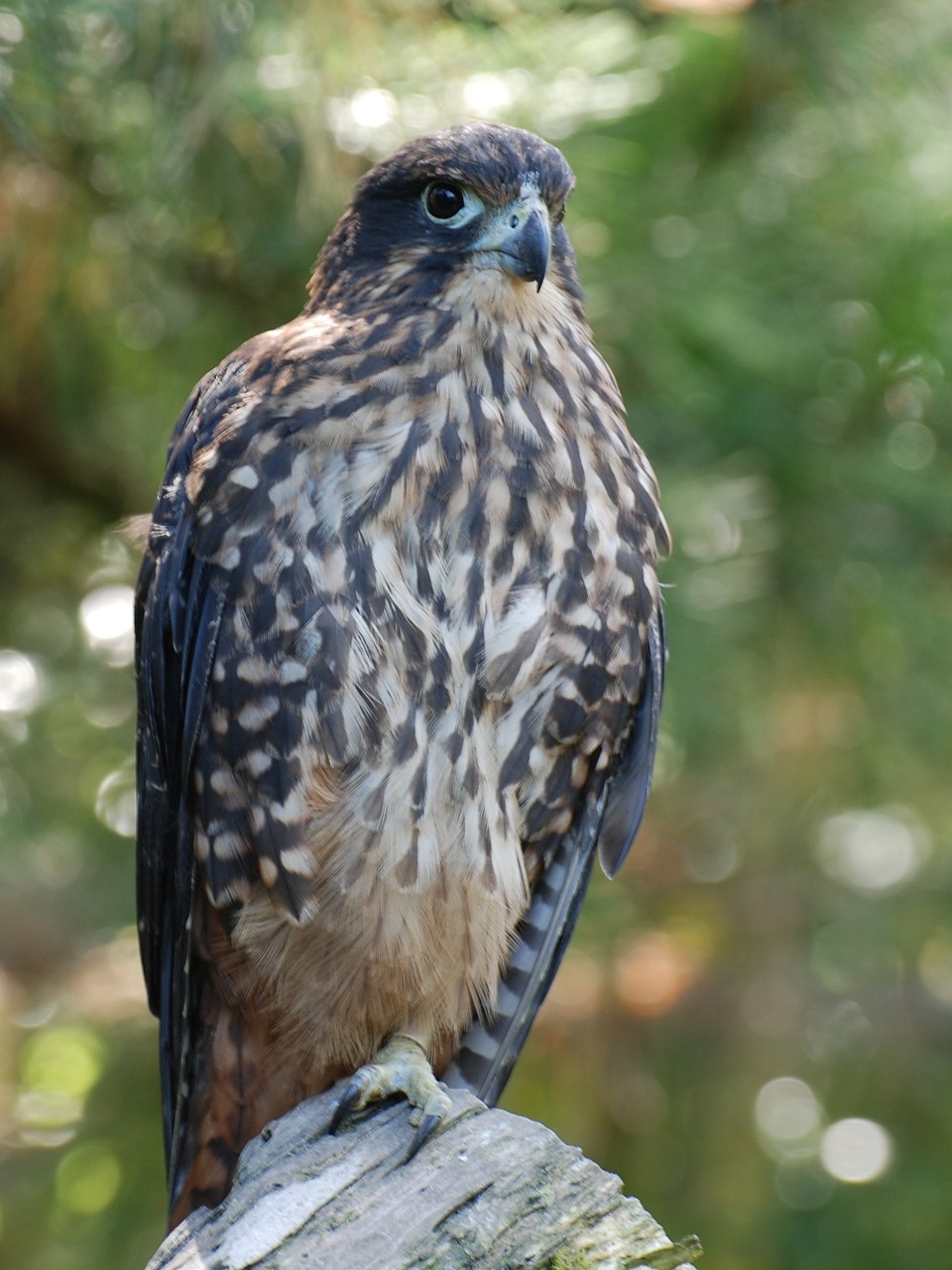 Falcon, Sustingęs, Raptoras, Paukštis, Laukinė Gamta, Gamta, Medžiotojas, Žiūri, Portretas, Didingas