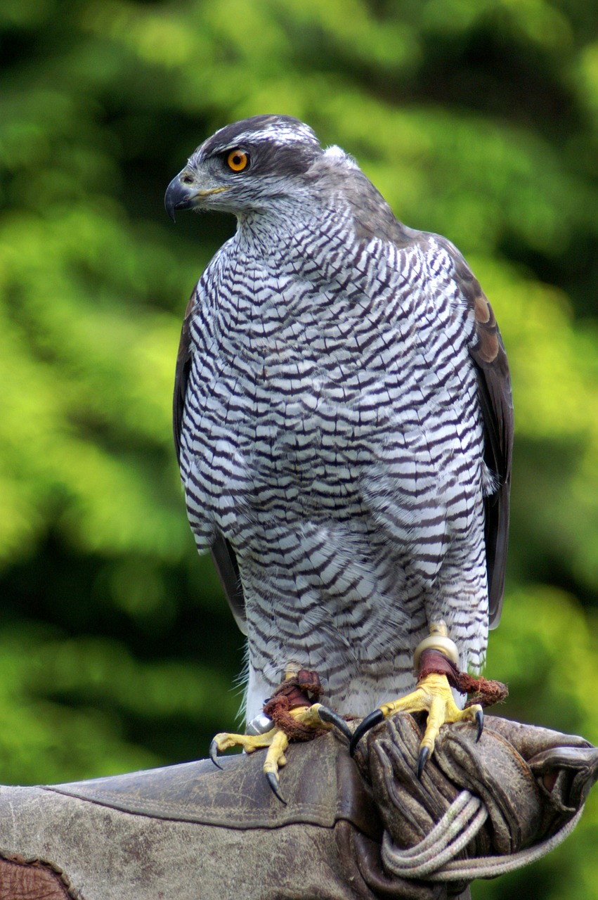 Falcon, Paukštis, Gamta, Gyvūnas, Medžiotojas, Nemokamos Nuotraukos,  Nemokama Licenzija