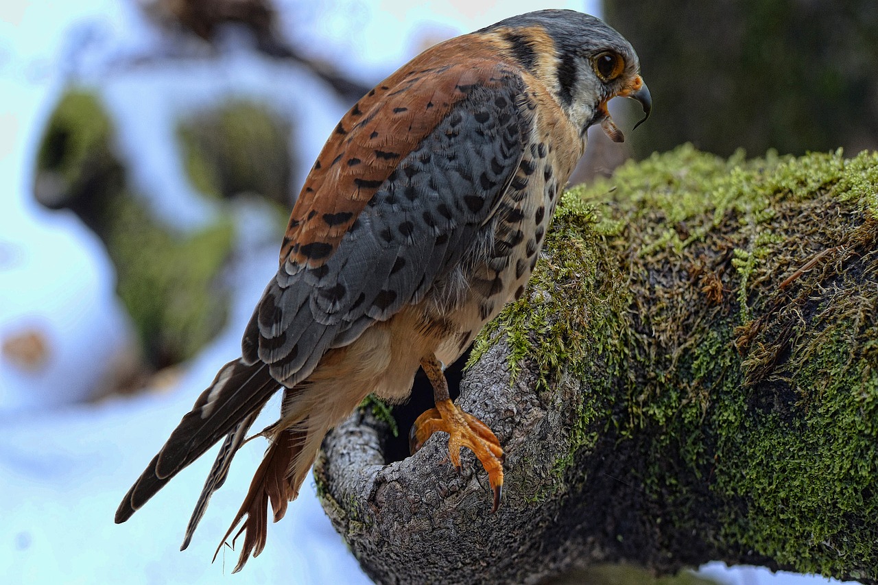 Falcon, Bund Hawk, Salkūnai, Raptoras, Medžioklė, Laukinės Gamtos Fotografija, Naktinis, Miškas, Gamta, Plumėjimas