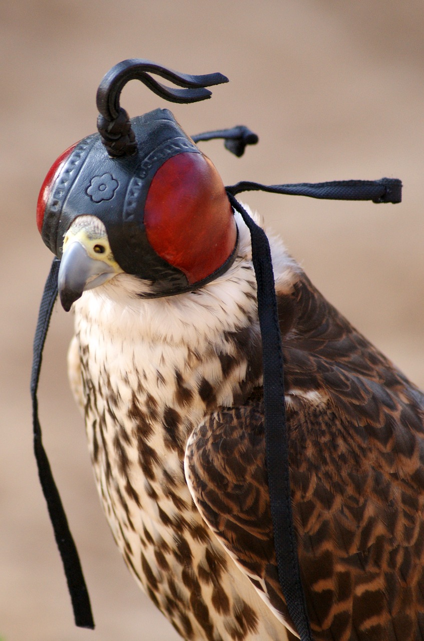 Falcon, Skristi, Paukštis, Sparnas, Plunksna, Grifinas, Plėšrusis Paukštis, Sąskaitą, Raptoriai, Salkūnai