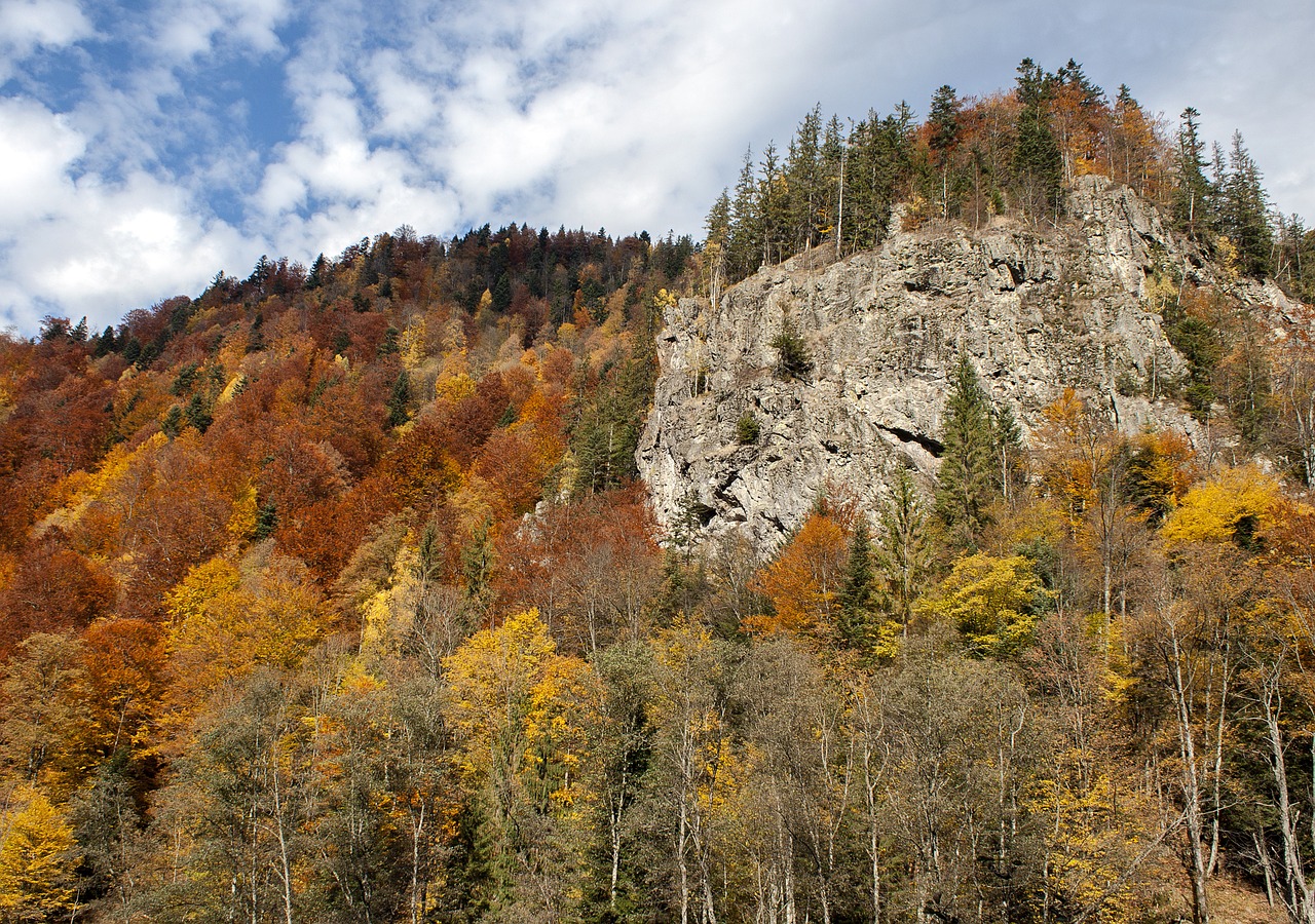 Kritimas, Upė, Sezonas, Gamta, Kelionė, Vaizdingas, Kraštovaizdis, Turizmas, Krito Medžiai, Miškas