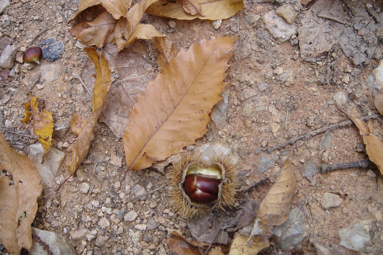 Spalio Mėn, Kaštonas, Lapai, Ruda, Gamta, Sezonas, Kritimas, Nemokamos Nuotraukos,  Nemokama Licenzija