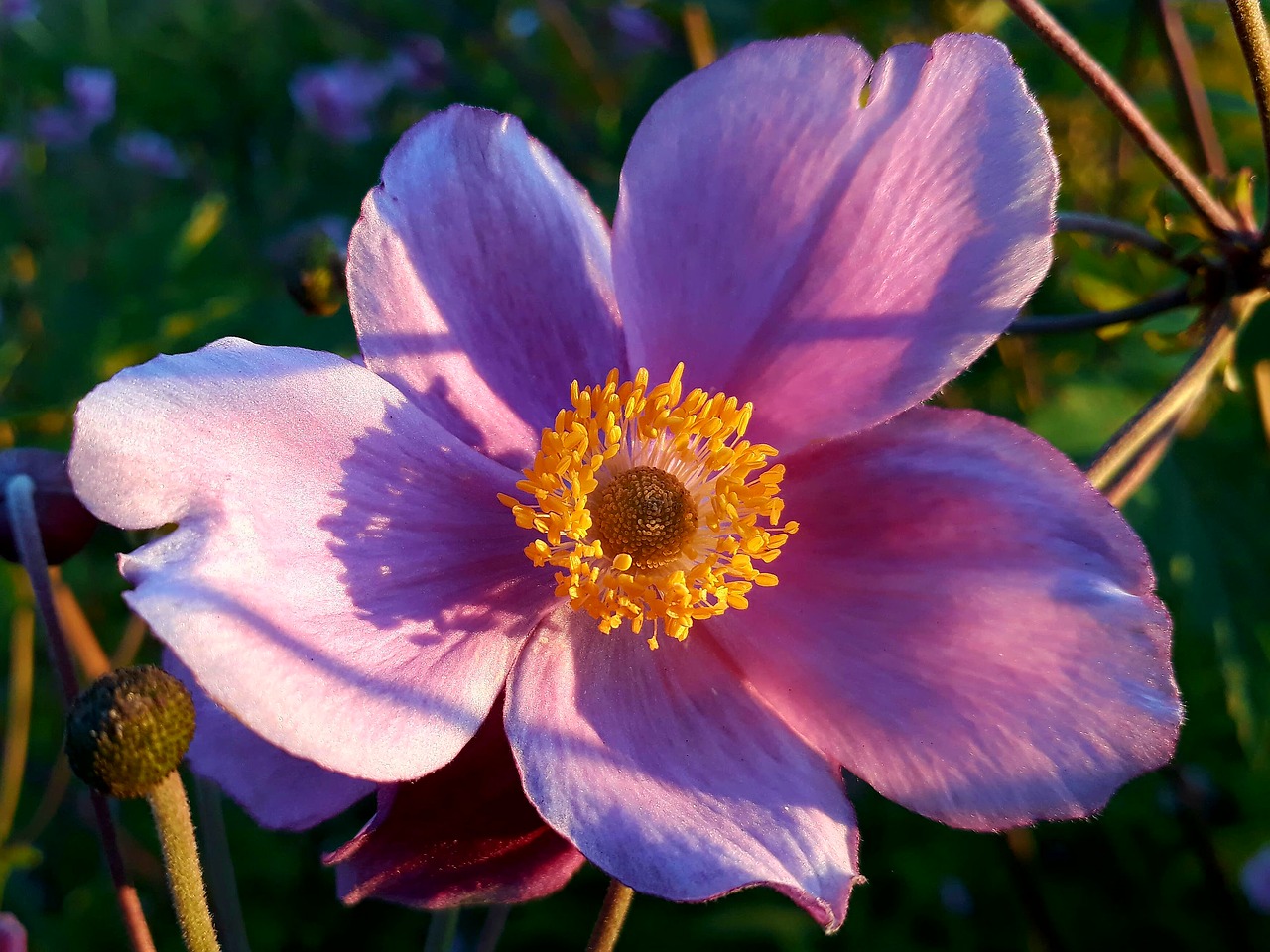 Kritimo Anemonis, Anemonis, Rudens Gėlė, Ruduo, Žiedas, Žydėti, Rožinis, Ranunculaceae, Nemokamos Nuotraukos,  Nemokama Licenzija