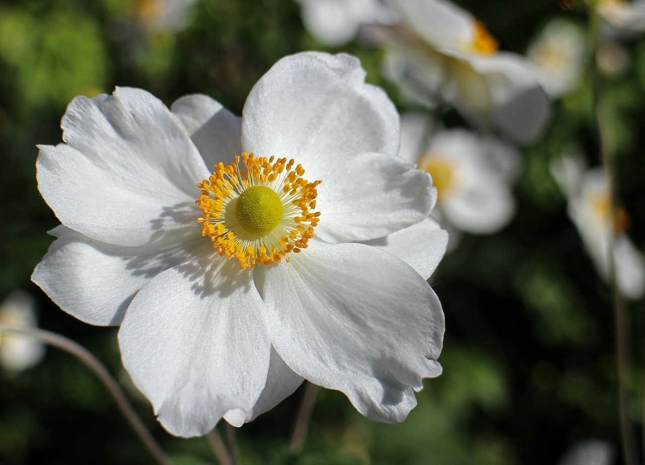 Kritimo Anemonis, Balta, Gėlė, Sodo Augalas, Žydėti, Anemonis, Ruduo, Žiedas, Žydėti, Rudens Sodas