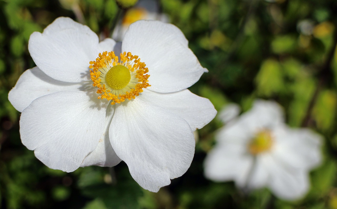 Kritimo Anemonis, Sodo Augalas, Žydėti, Anemonis, Ruduo, Žiedas, Žydėti, Rudens Sodas, Gėlių Sodas, Nemokamos Nuotraukos