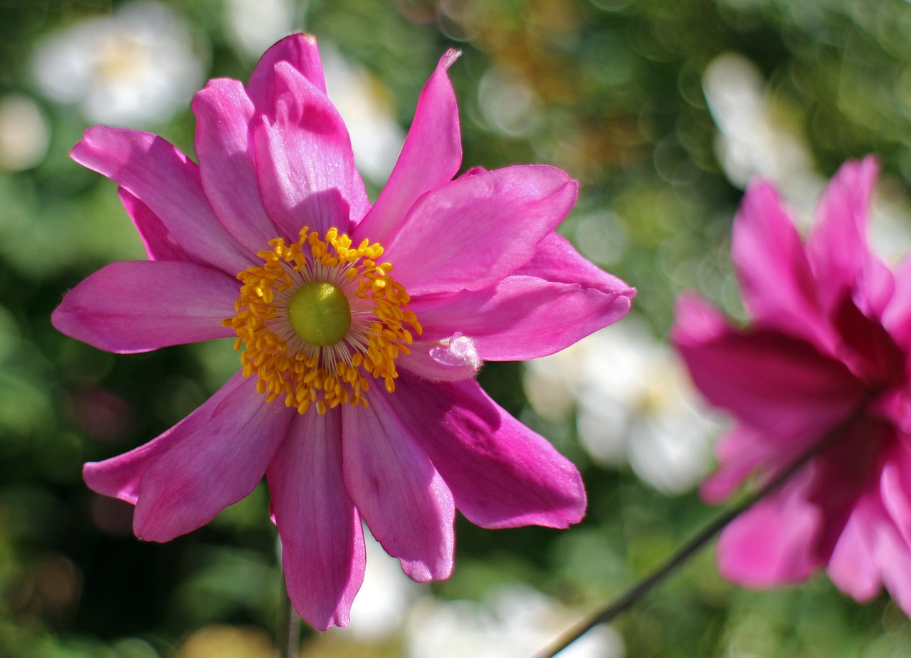 Kritimo Anemonis, Sodo Augalas, Žydėti, Anemonis, Ruduo, Žiedas, Žydėti, Rudens Sodas, Gėlių Sodas, Nemokamos Nuotraukos