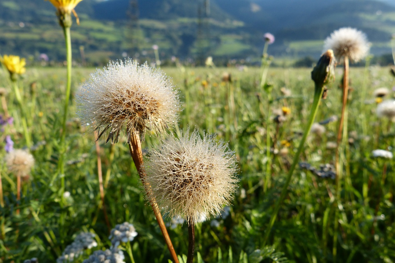 Kritimo Kiaulpienis, Išblukęs, Rasa, Sėklos, Pieva, Gėlės, Kalnų Pieva, Nemokamos Nuotraukos,  Nemokama Licenzija