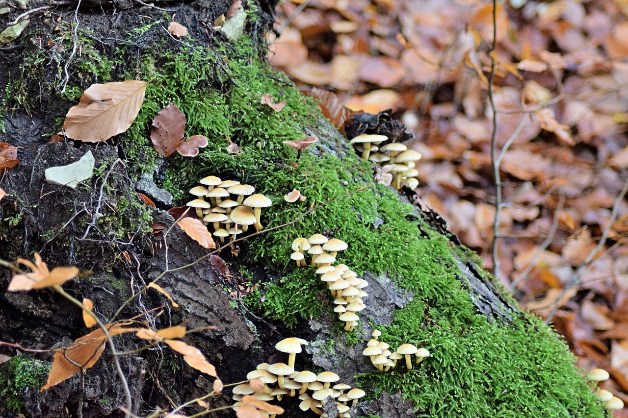 Kritimo Lapija, Grybai, Toksiškas, Spalio Mėn, Lapuočių Miškas, Gamta, Miškas, Samanos, Žurnalas, Nemokamos Nuotraukos