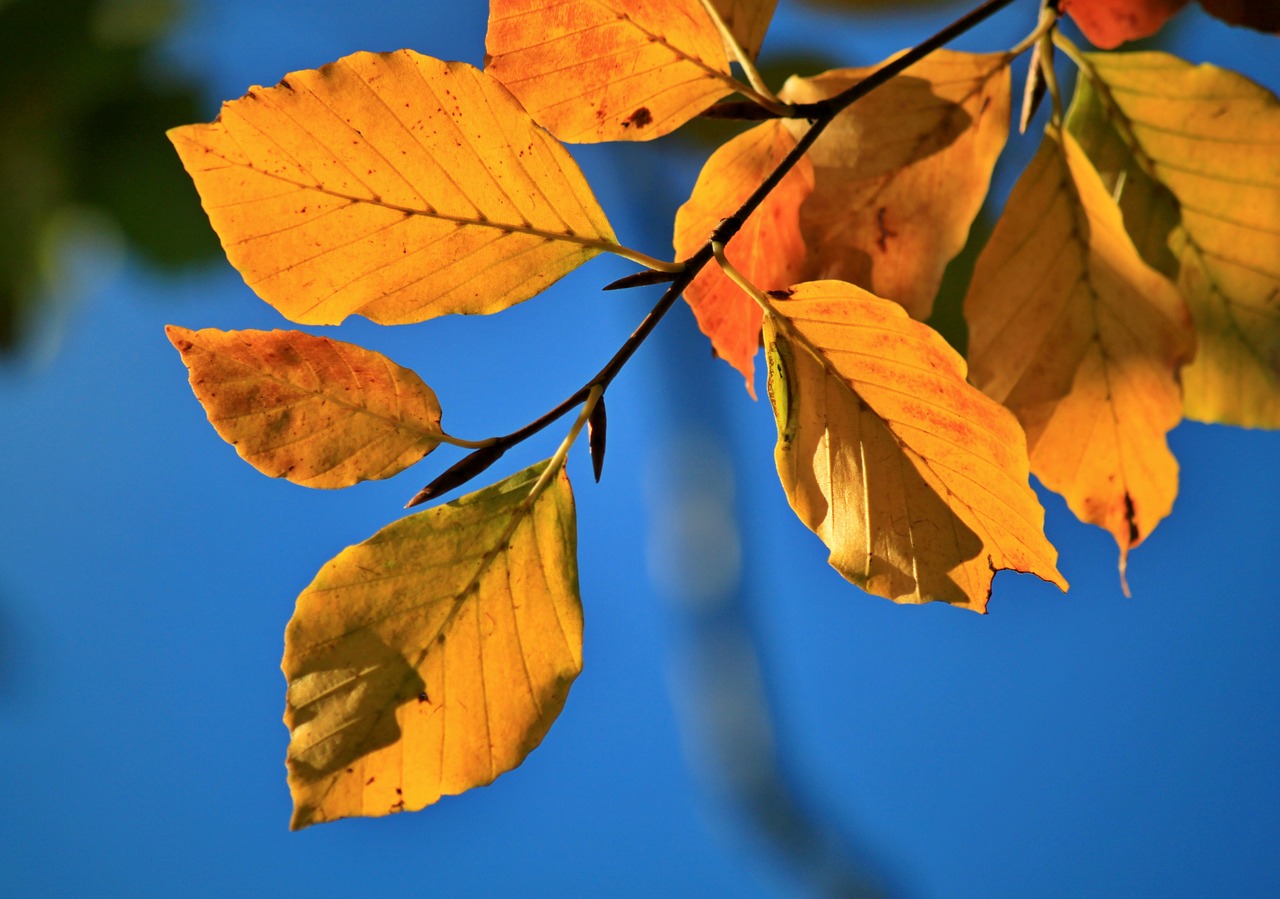 Kritimo Lapija, Bukas, Buko Lapai, Kritimo Spalva, Ruduo, Lapai, Herbstimpressija, Aukso Ruduo, Atsiras, Lapuočių Medis