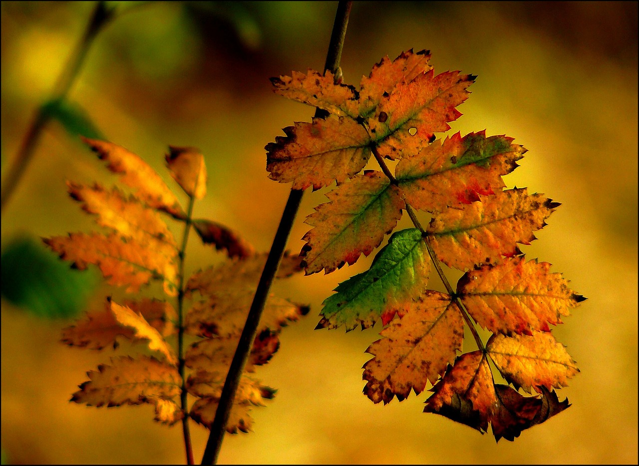 Kritimo Lapija, Rudens Spalvos, Spalvoti Lapai, Ruduo, Lapai, Spalvinga, Lapai, Spalva, Aukso Ruduo, Palieka Rudenį