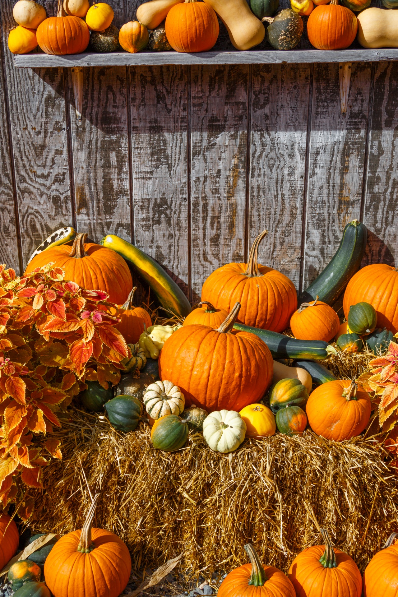 Ruduo,  Spalvinga,  Dekoratyvinis,  Rodyti,  Kritimas,  Šviežias,  Moliūgas,  Halloween,  Derlius,  Šienas