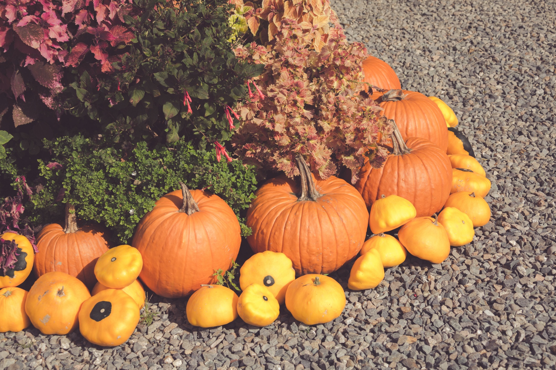 Ruduo,  Spalvinga,  Dekoratyvinis,  Rodyti,  Kritimas,  Šviežias,  Moliūgas,  Halloween,  Derlius,  Šienas