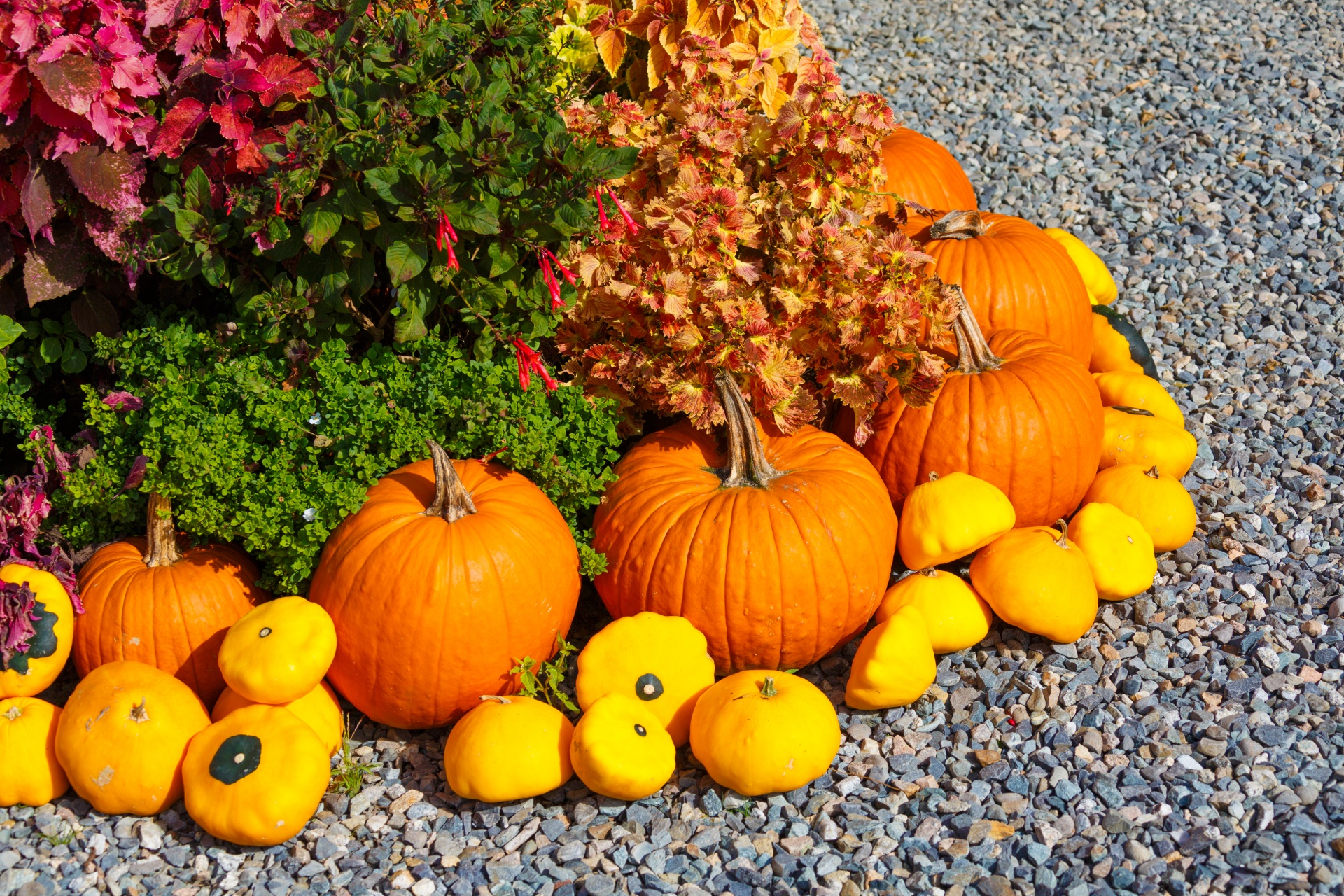 Ruduo,  Spalvinga,  Dekoratyvinis,  Rodyti,  Kritimas,  Šviežias,  Moliūgas,  Halloween,  Derlius,  Šienas