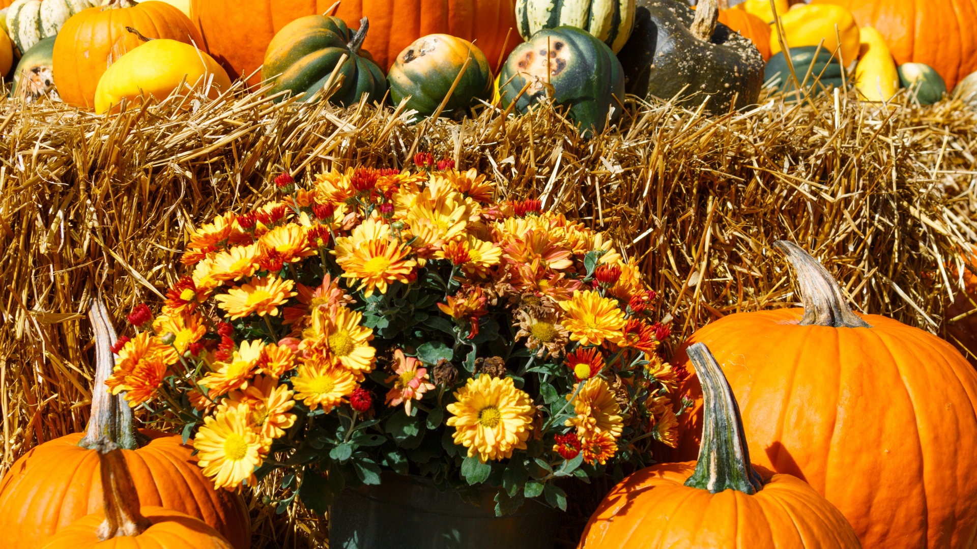 Ruduo,  Spalvinga,  Dekoratyvinis,  Rodyti,  Kritimas,  Šviežias,  Moliūgas,  Halloween,  Derlius,  Šienas