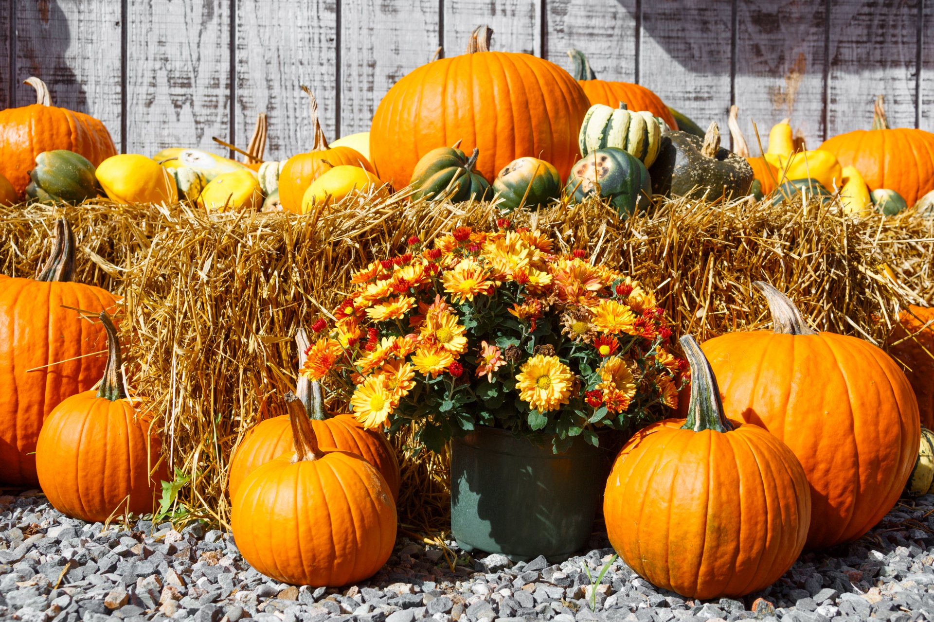 Ruduo,  Spalvinga,  Dekoratyvinis,  Rodyti,  Kritimas,  Šviežias,  Moliūgas,  Halloween,  Derlius,  Šienas