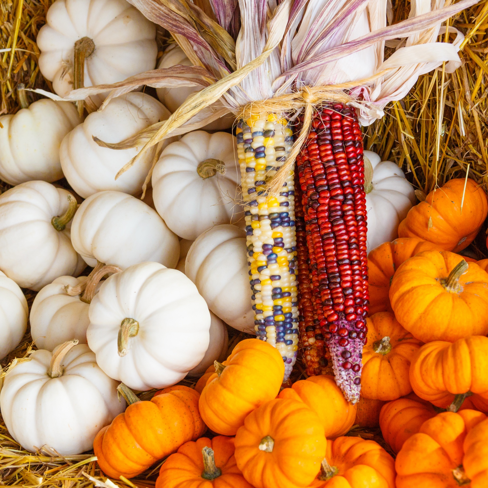 Ruduo,  Spalvinga,  Dekoratyvinis,  Rodyti,  Kritimas,  Šviežias,  Moliūgas,  Halloween,  Derlius,  Šienas