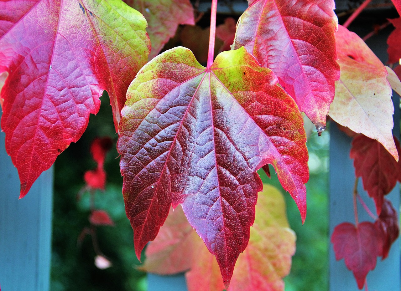 Kritimo Lapai, Rudens Spalvos, Rudens Spalvos, Spalvoti Lapai, Kritimo Spalva, Ruduo, Kritimo Lapija, Lapai, Raudona, Vynmedis