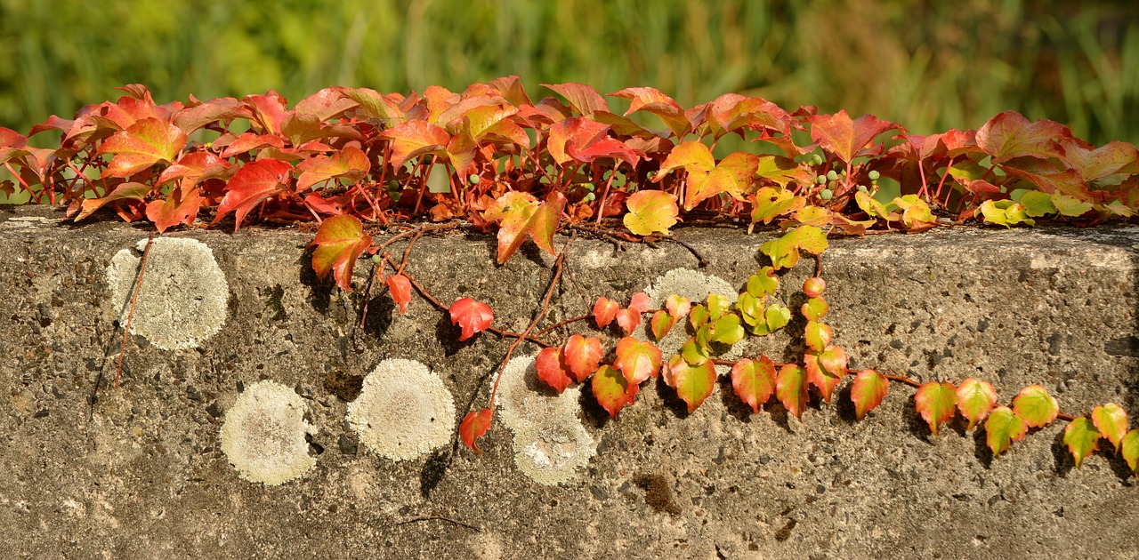 Kritimo Lapai, Ivy Ruduo, Efeuranke, Rudens Spalvos, Kritimo Spalva, Lapai, Kritimo Lapija, Lapų Dažymas, Tikri Lapai, Įsikabinti